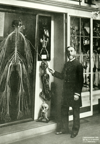 Harriet Cole human nervous system